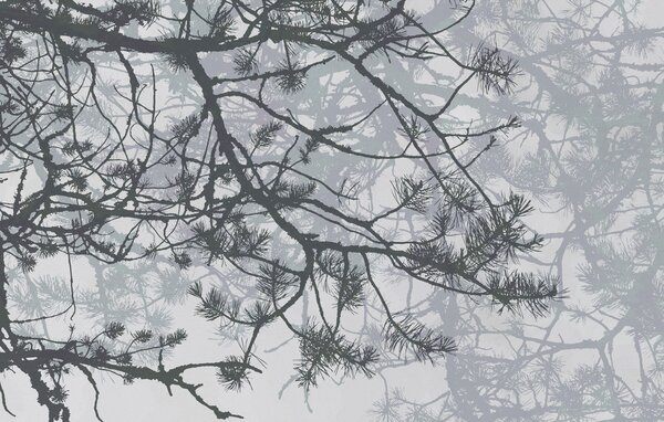 Fototapeta Gałęzie drzew z igłami, Fototapety Natura, Popularne Fototapety, w08166v1 - Tapeko.pl