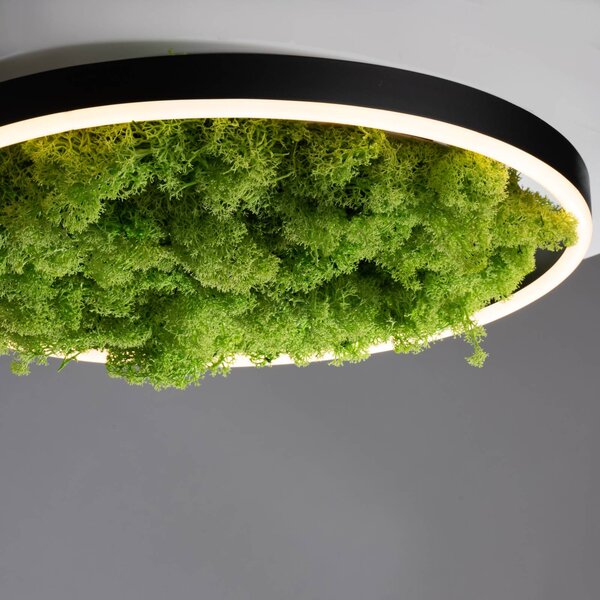 JUST LIGHT. GmbH Lampa sufitowa LED Green Ritus, możliwość ściemniania, zielony, salon / jadalnia, nowoczesny