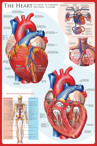 Plakat, Obraz The heart