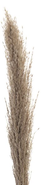 Gałązka Pampas Grass 130cm