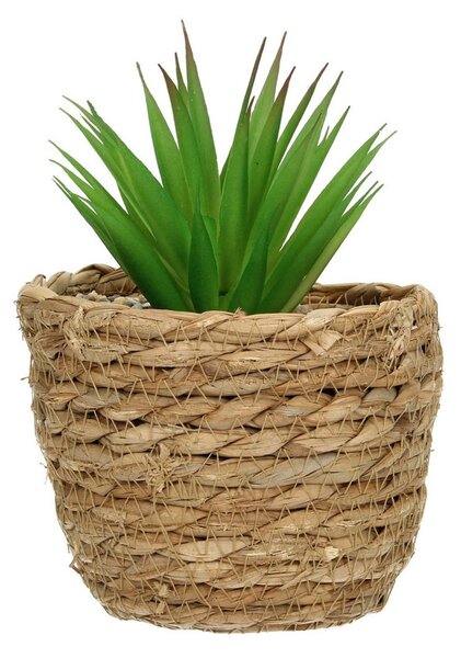Dekoracja Aloe 20cm