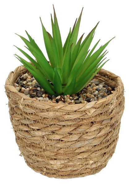 Dekoracja Aloe 20cm