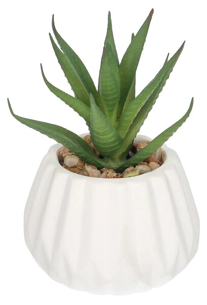Dekoracja Agawa 12cm