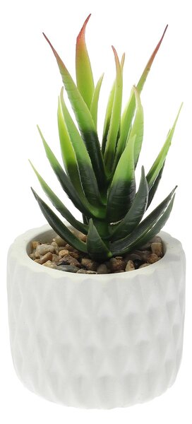 Dekoracja Sansevieria 12cm