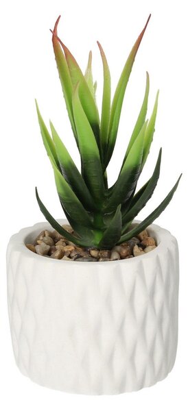 Dekoracja Sansevieria 12cm