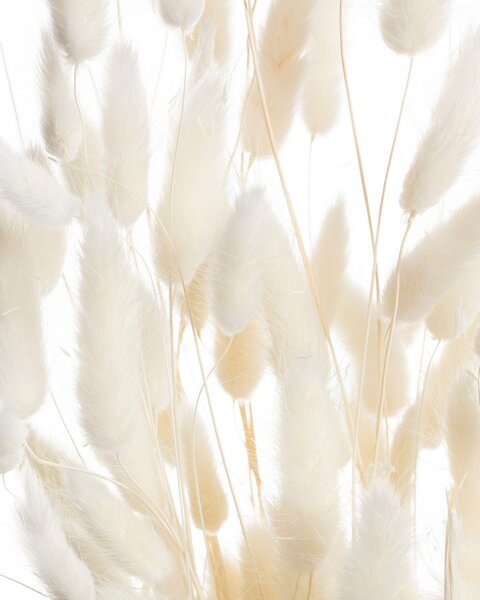 Bukiet Dmuszka 60cm cream