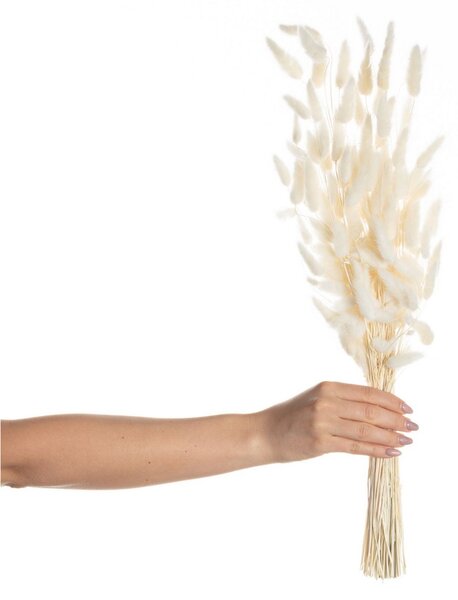 Bukiet Dmuszka 60cm cream