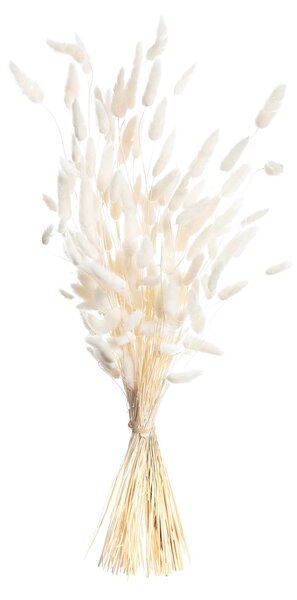 Bukiet Dmuszka 60cm cream