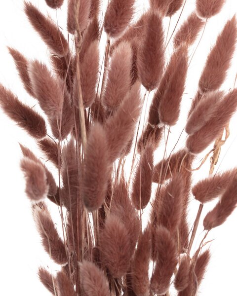 Bukiet Dmuszka 60cm dusty pink