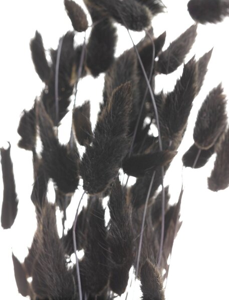 Bukiet Dmuszka 60cm dark brown