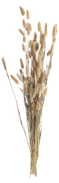 Bukiet Dmuszka 60cm beige