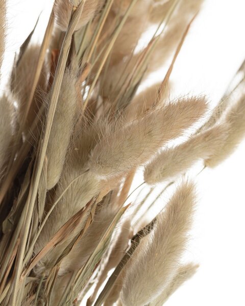 Bukiet Dmuszka 60cm beige
