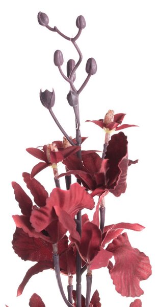 Orchidea 100cm maroon