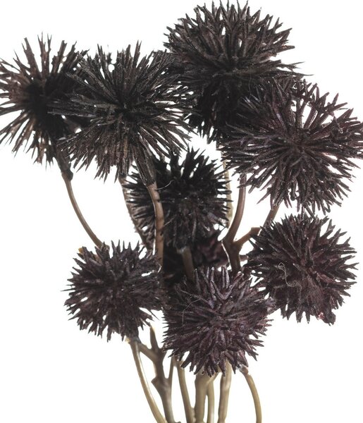 Bukiet Kraspedii 30cm deep brown
