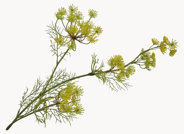 Komplet sztucznych kwiatów dekoracyjnych Queen Anne's Lace, 2 elem