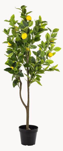 Sztuczna roślina w doniczce Citrus Tree