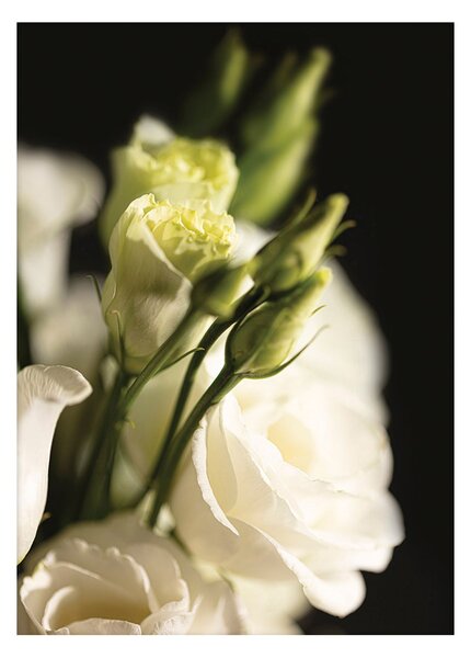 Plakat Dark Flowers I