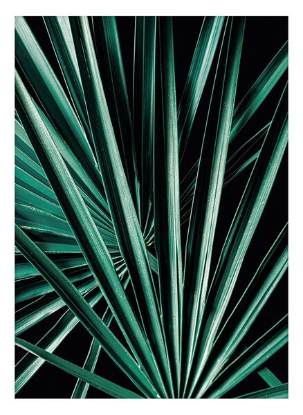 Plakat Dark Palm Tree