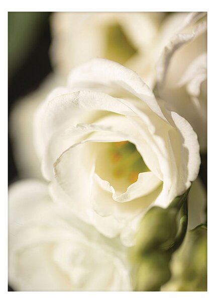 Plakat Flower Wall