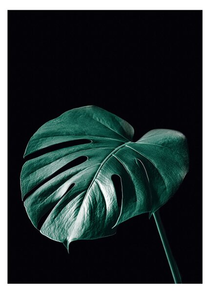 Plakat Dark Monstera