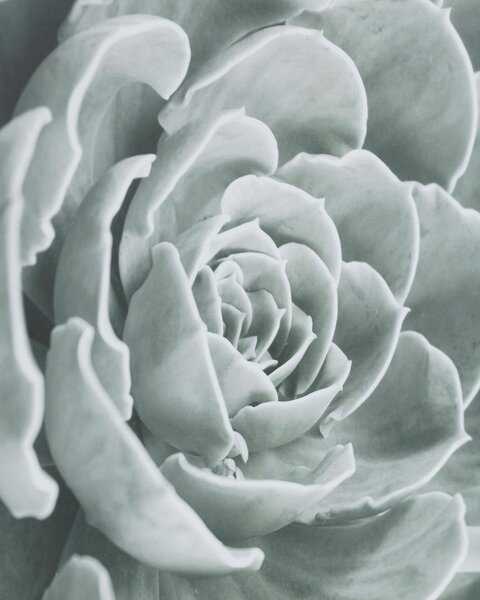 Obraz Succulents I 40x50cm