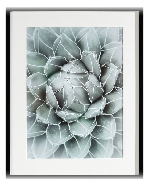 Obraz Succulents II 40x50cm