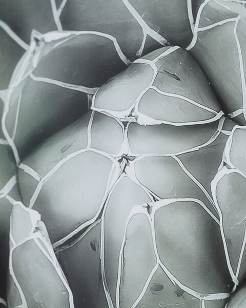 Obraz Succulents II 40x50cm