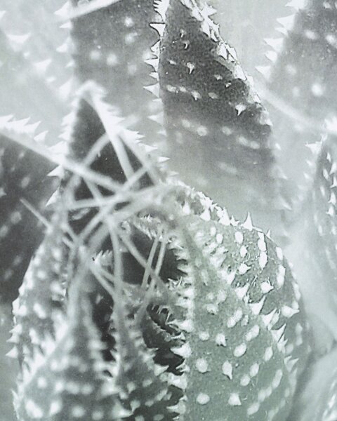 Obraz Succulents III 40x50cm