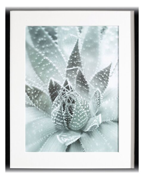 Obraz Succulents III 40x50cm