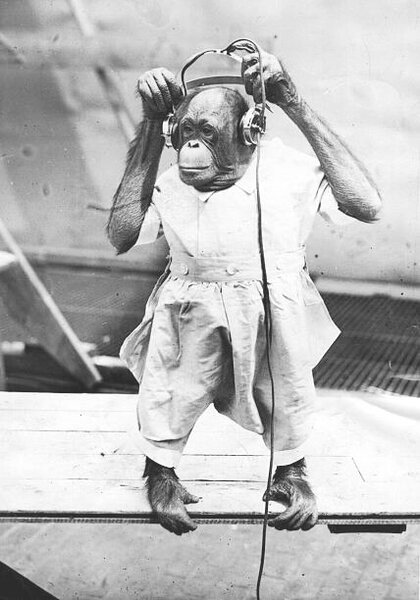 Fotografia Duke The Chimp, Henry Guttmann