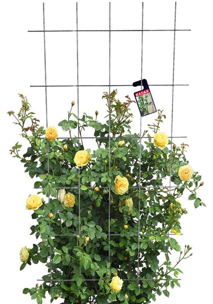Krata ogrodowa Russi do kwiatów 75 x 150 cm, czarna
