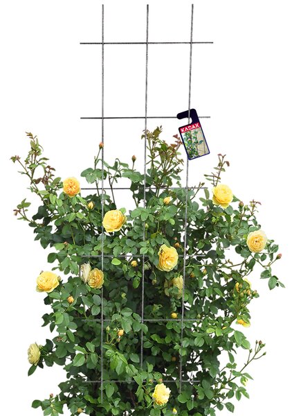 Krata ogrodowa Russi do kwiatów 45 x 150 cm, czarna