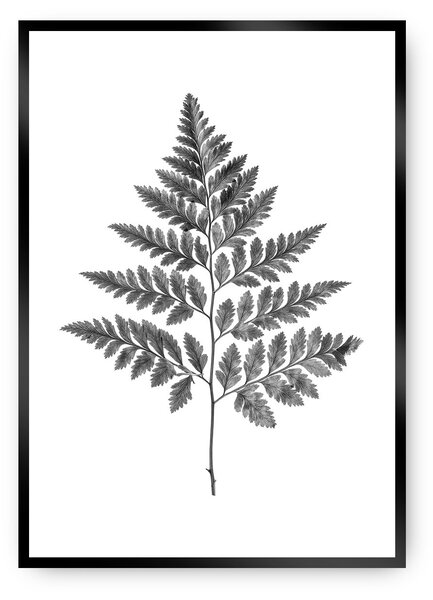 Plakat Fern Grey