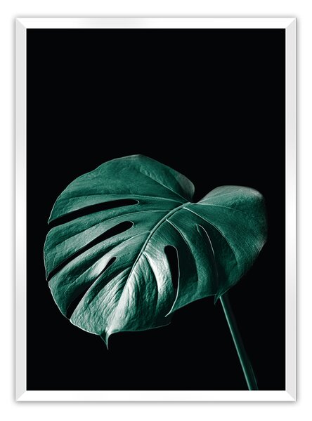 Plakat Dark Monstera