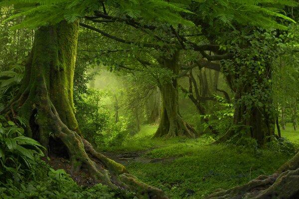 Fototapety Starożytny las, Fototapety Natura, u56167 : Uwalls.pl
