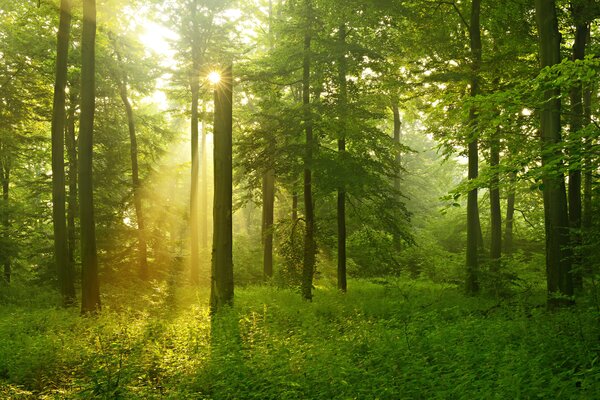Fototapety Cisza w słonecznym lesie, Fototapety Natura, u57295 : Uwalls.pl