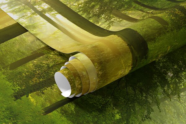 Fototapety Cisza w słonecznym lesie, Fototapety Natura, u57295 : Uwalls.pl