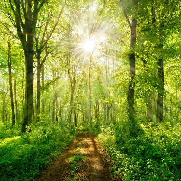 Fototapety Ścieżka w słonecznym lesie, Fototapety Natura, u22252 : Uwalls.pl