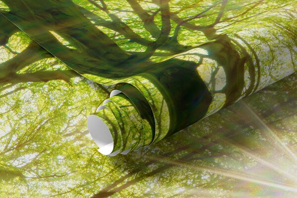 Fototapety Ścieżka w słonecznym lesie, Fototapety Natura, u22252 : Uwalls.pl