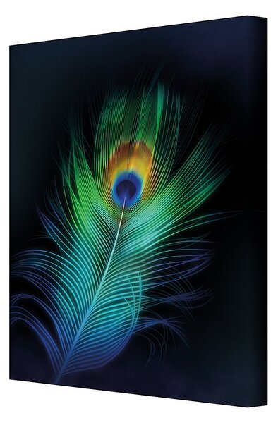 Obraz na płótnie Peacock Eye