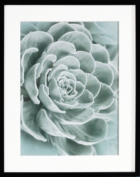 Obraz Succulents I 40x50cm