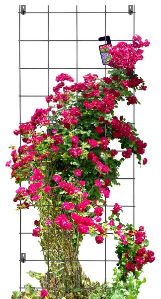 Pergola metalowa na kwiaty 170 x 65 cm