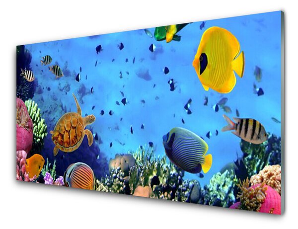 Obraz na Szkle Rafa Koralowa Ryba Natura