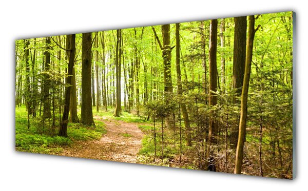 Obraz na Szkle Las Ścieżka Natura