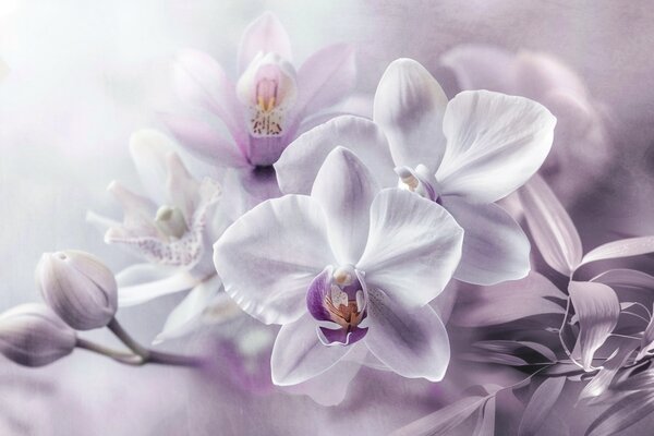 Fototapety Białe i liliowe delikatne kwiaty orchidei, miękkie oświetlenie i rozmyte teksturowane tło , Fototapety Kwiaty, w09155 : Uwalls.pl