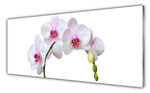 Obraz Szklany Storczyk Orchidea Kwiaty