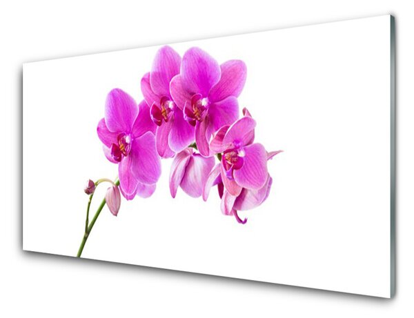 Obraz Szklany Storczyk Kwiat Orchidea