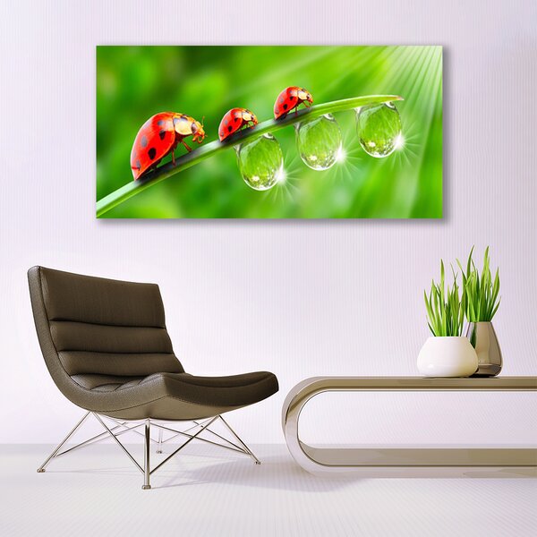 Obraz canvas Biedronki w Porannej Rosie