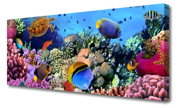Obraz na płótnie Bogactwo Oceanicznej Rafy