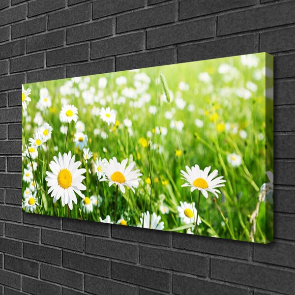 Obraz canvas na ścianę Biała Stokrotka w Detalu